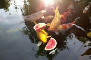 锦鲤娱乐吃瓜,揭秘娱乐圈的“吃瓜”风云